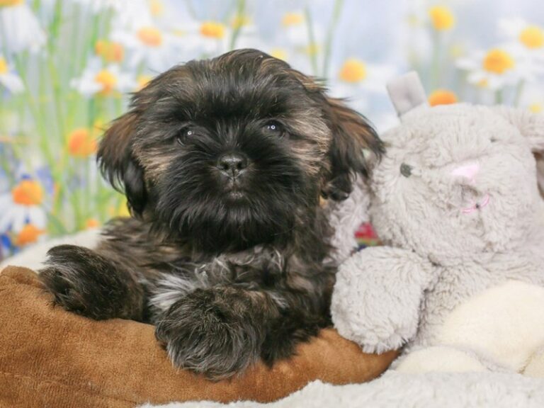 Shih Tzu