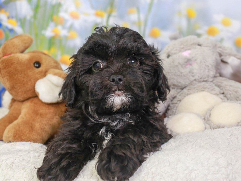 Lhasa Poo-Male-BLACK-3594095-Animal Kingdom | Puppies N Love