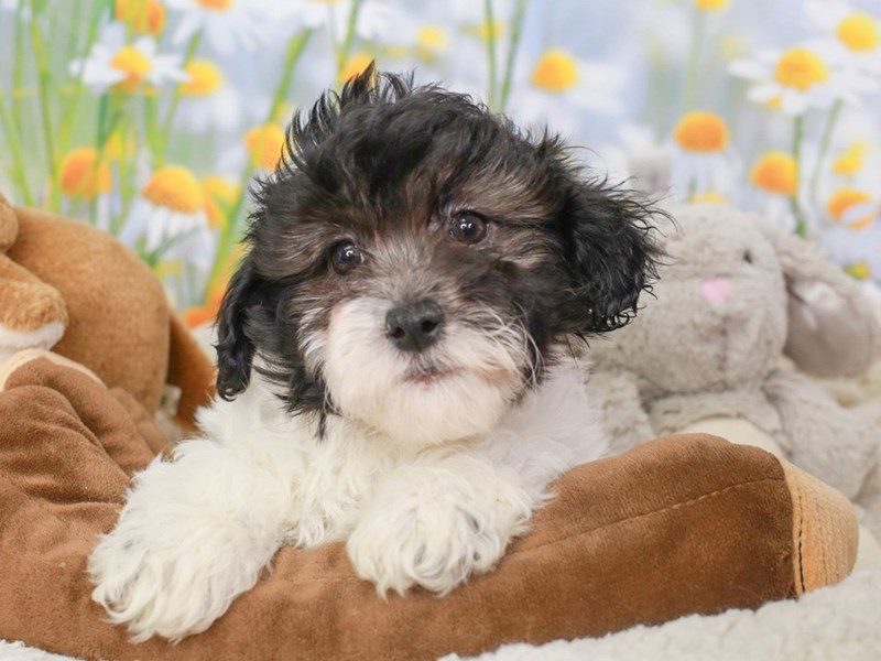 Lhasa Poo-Male-BLACK-3594094-Animal Kingdom | Puppies N Love