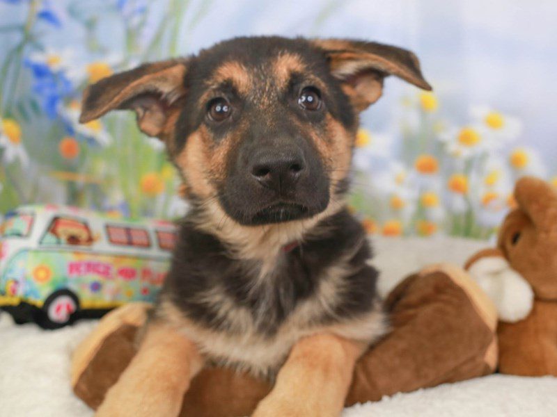 German Shepherd Dog-Female-blk & tn-3593857-Animal Kingdom | Puppies N Love