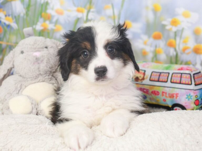 Mini Aussie