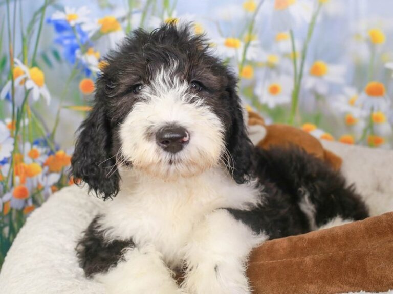 Sheepadoodle