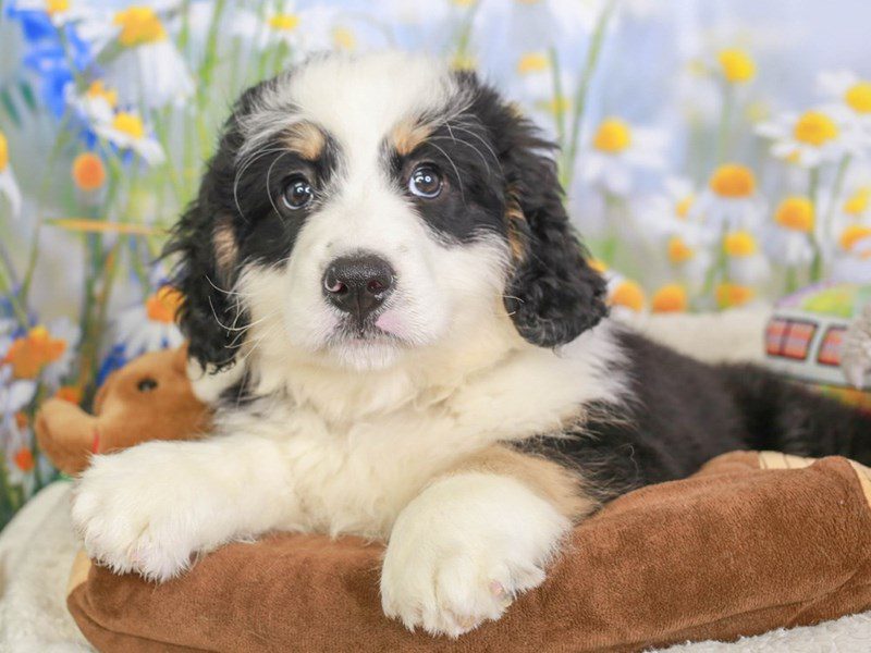 Mini Bernadoodle-Male-Blk Wh & Tri markings-3594015-Animal Kingdom | Puppies N Love