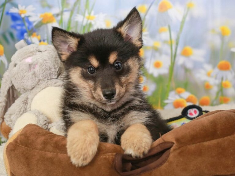 Pomsky