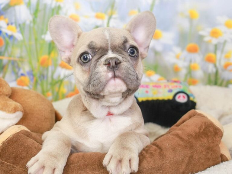 French Bulldog