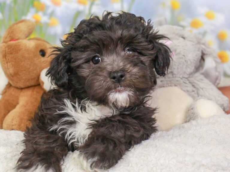 Lhasa Poo