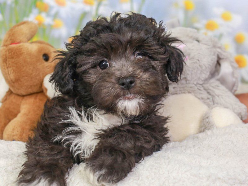 Lhasa Poo-Female-BLACK-3594096-Animal Kingdom | Puppies N Love