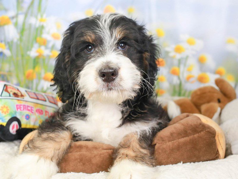 Mini Bernedoodle-Female-blk, tn, wh-3593560-Animal Kingdom | Puppies N Love