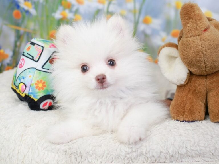 Pomeranian