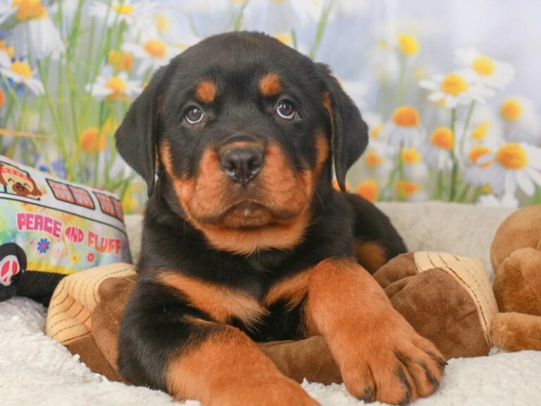 Rottweiler