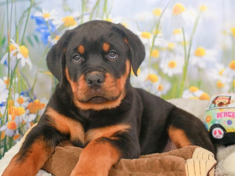 Rottweiler