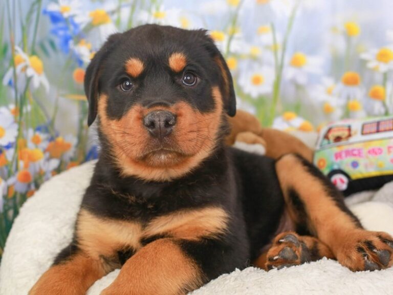 Rottweiler