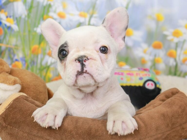 French Bulldog