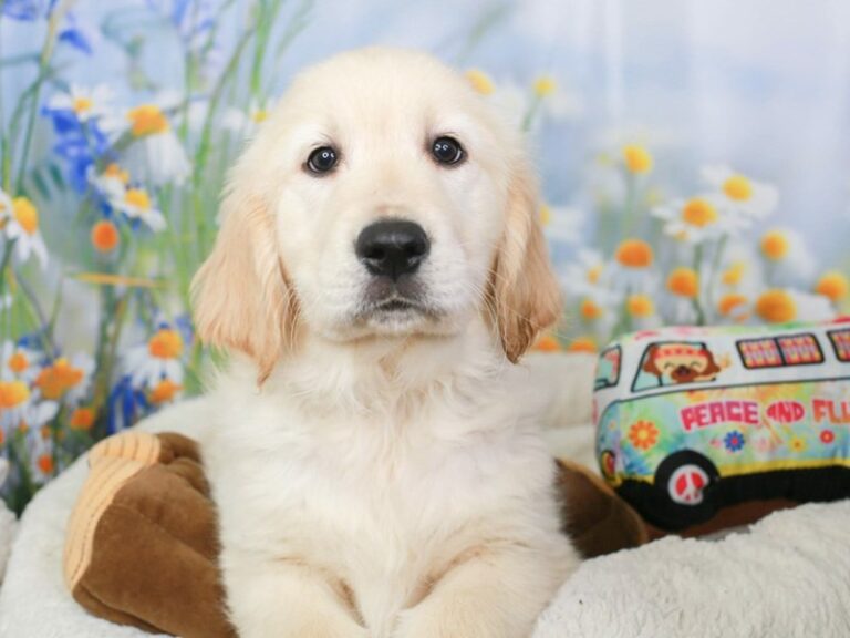 Golden Retriever