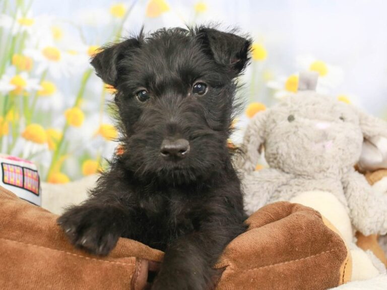 Scottish Terrier