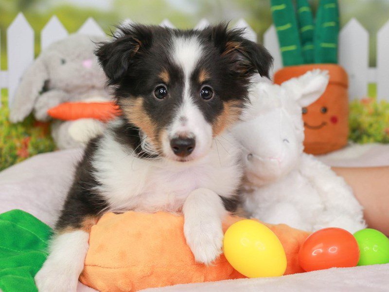 Shetland Sheepdog-Male-Blk Tri-3603369-Animal Kingdom | Puppies N Love