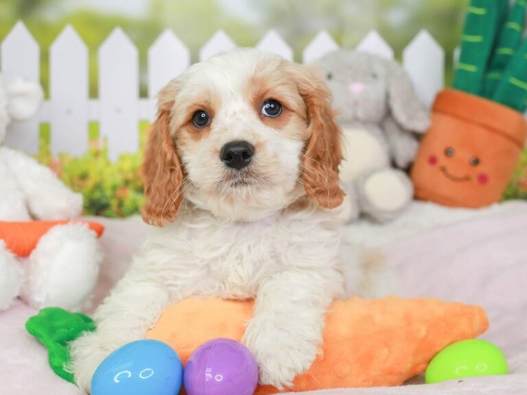 Cavapoo