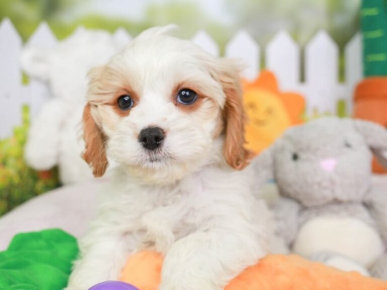 Cavapoo
