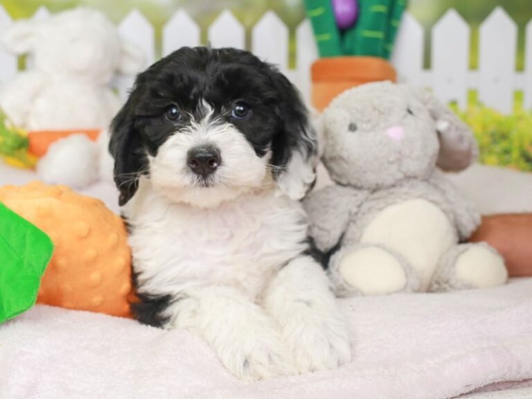 Mini Sheepadoodle