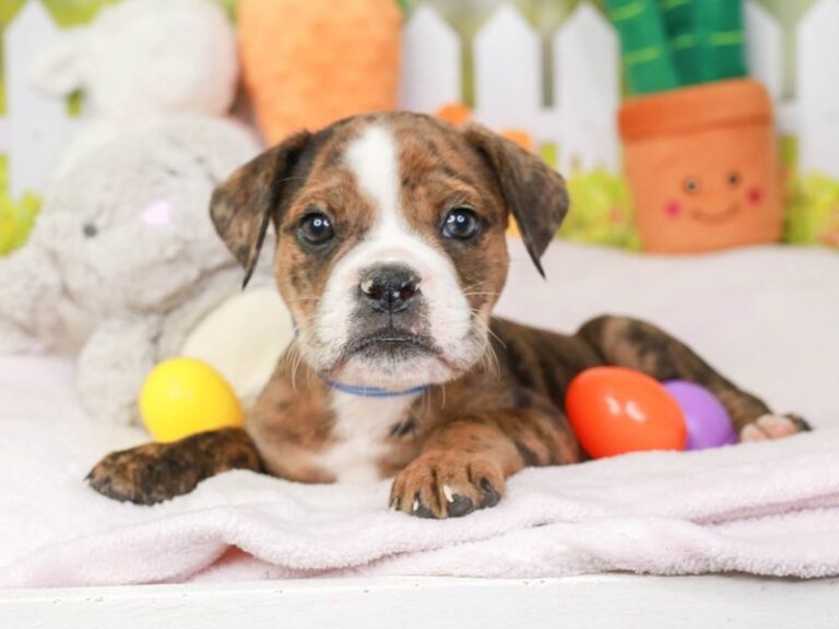 Olde English Bulldog