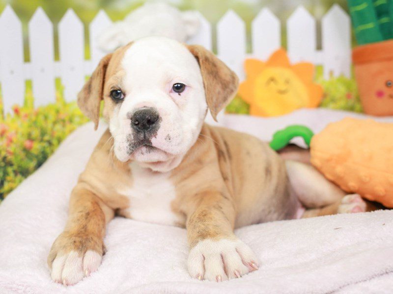 Olde English Bulldog-Male-Brdl & Wh-3603887-Animal Kingdom | Puppies N Love