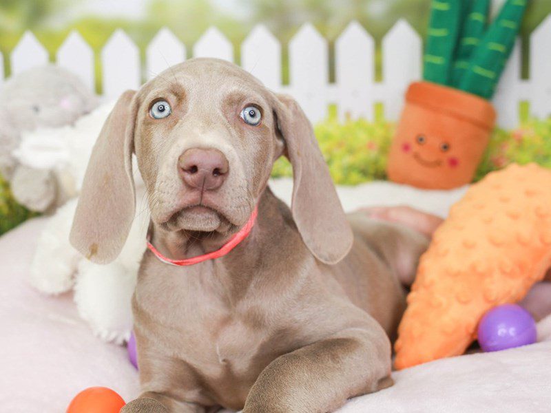 Weimaraner-Female-Silver Gray-3509385-Animal Kingdom | Puppies N Love