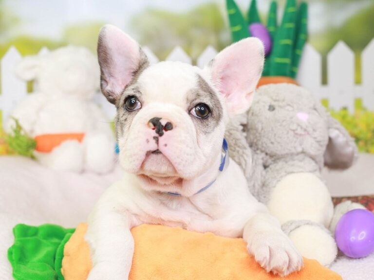 French Bulldog