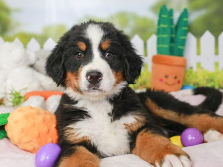 Bernese Mountain Dog