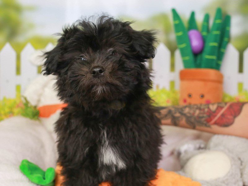 Havachon-Male-BLK-3603855-Animal Kingdom | Puppies N Love