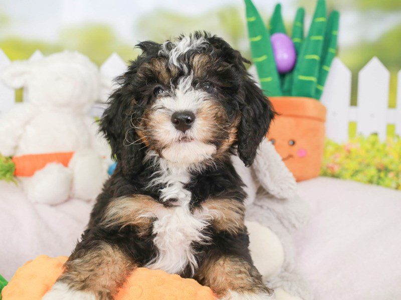 Mini Bernedoodle-Female-blk, wh, tn-3603965-Animal Kingdom | Puppies N Love