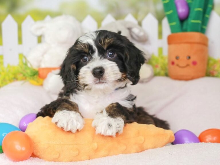 Mini Bernedoodle