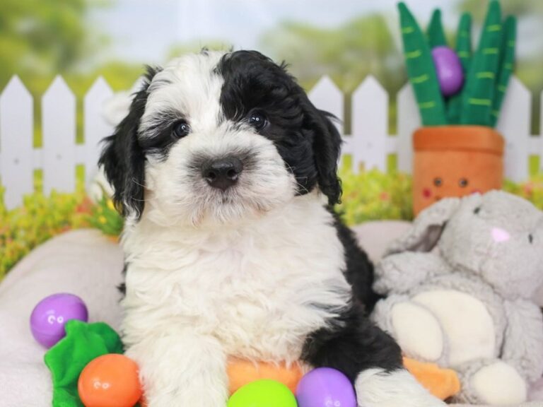 Mini Sheepadoodle