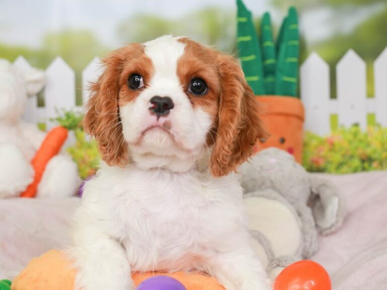 Cavalier King Charles
