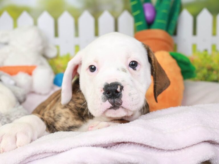 Olde English Bulldog