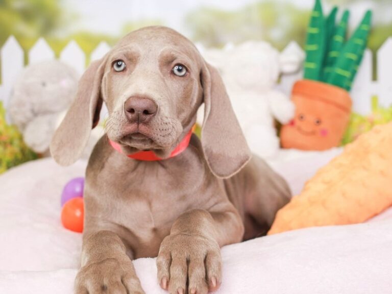 Weimaraner