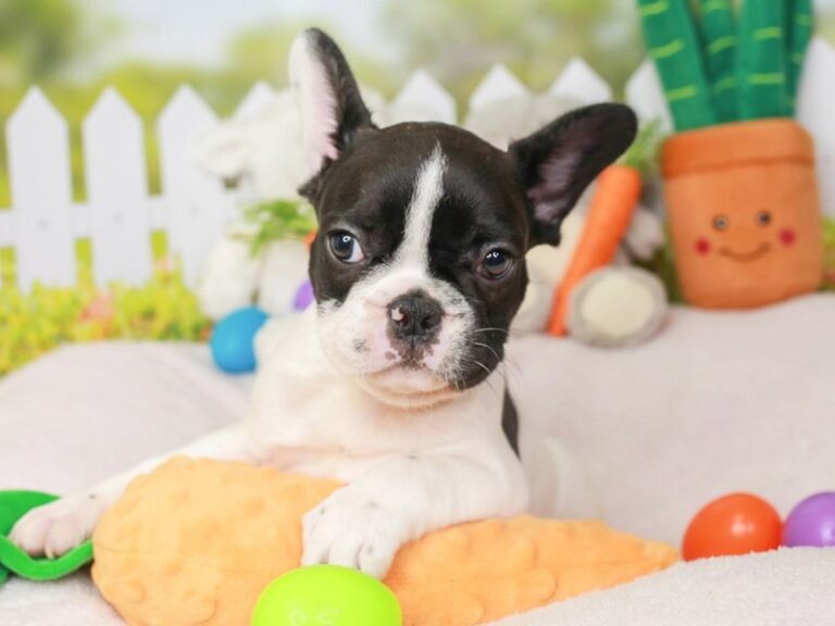 French Bulldog