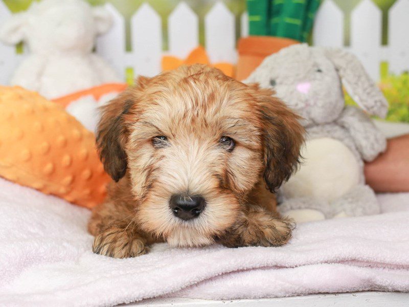 Soft Coated Wheaten-Male-Wheaten-3603670-Animal Kingdom | Puppies N Love