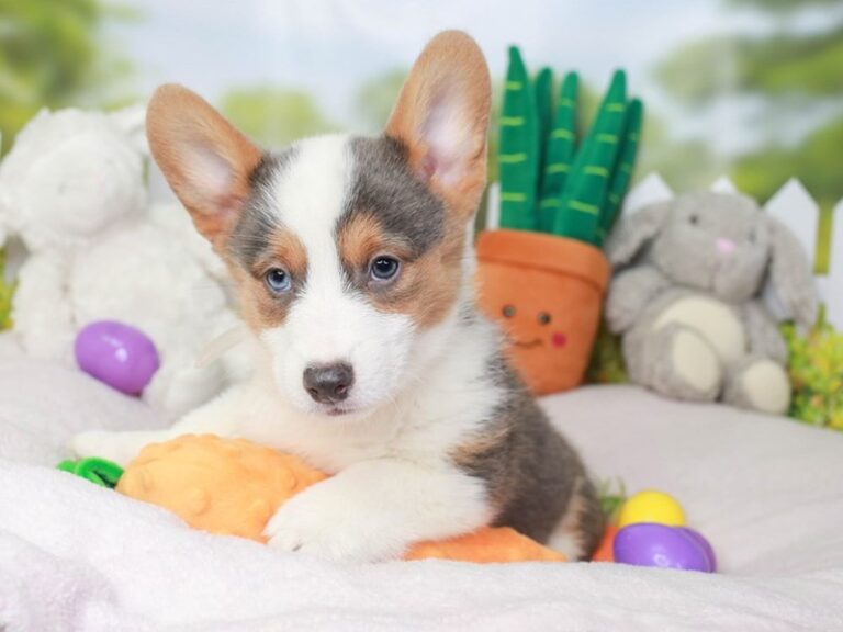 Pembroke Welsh Corgi