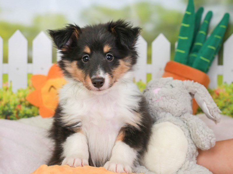 Shetland Sheepdog-Male-Blk Tri-3603368-Animal Kingdom | Puppies N Love