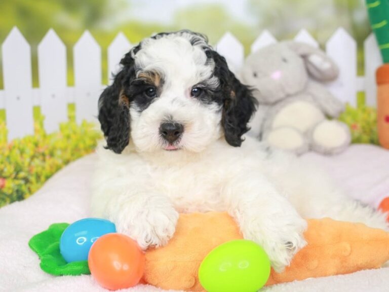 Mini Bernedoodle