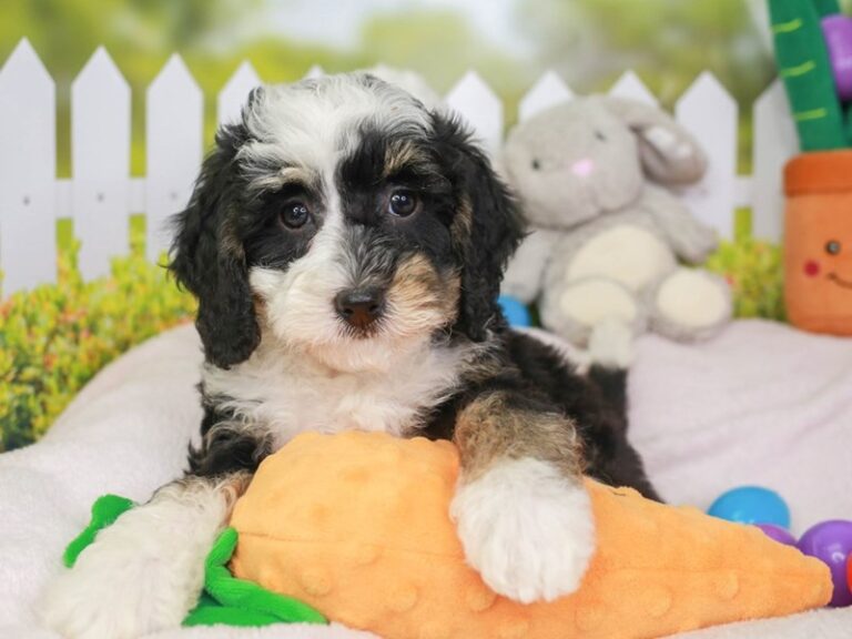Mini Bernedoodle