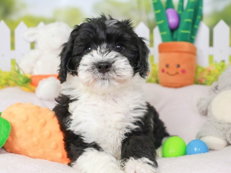 Mini Sheepadoodle