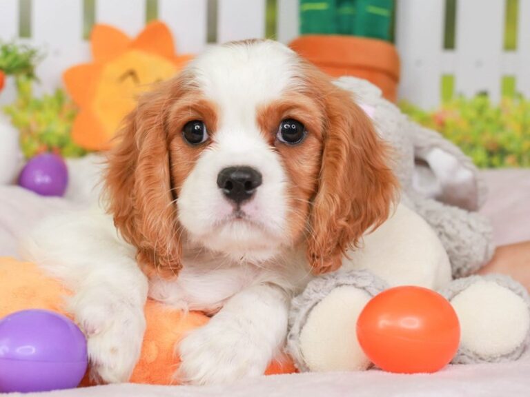 Cavalier King Charles