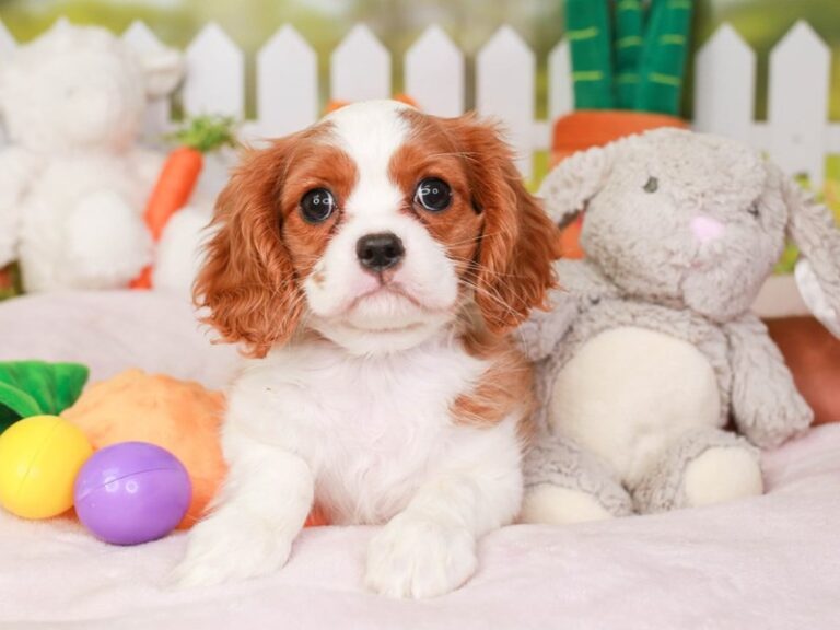 Cavalier King Charles