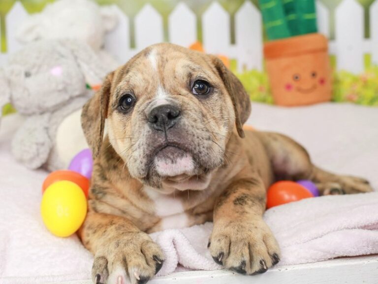 Olde English Bulldog