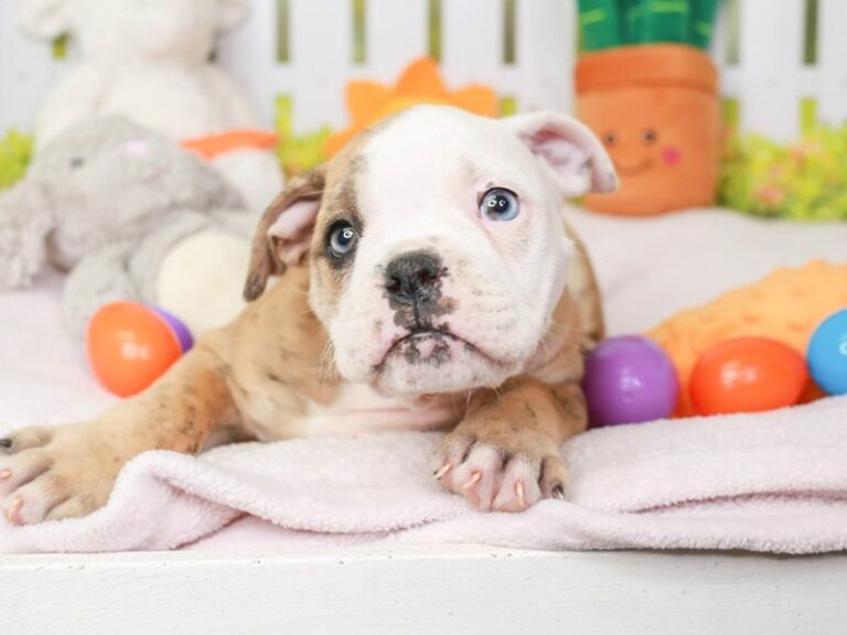 Olde English Bulldog