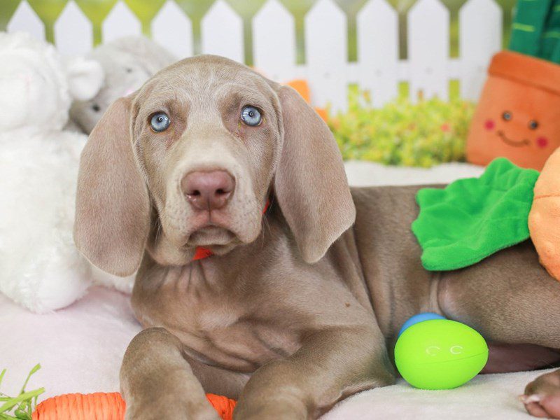 Weimaraner-Female-Silver Gray-3509389-Animal Kingdom | Puppies N Love