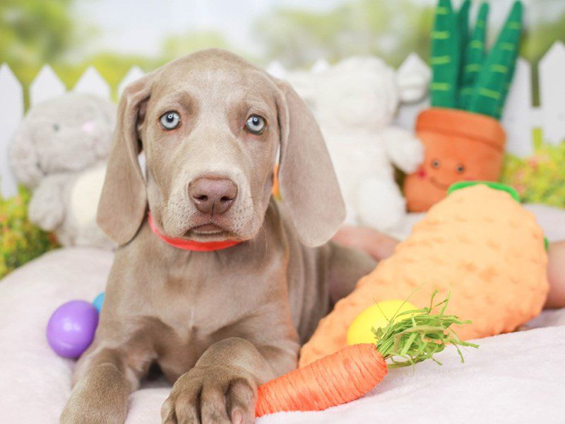 Weimaraner-Female-Silver Gray-3509390-Animal Kingdom | Puppies N Love