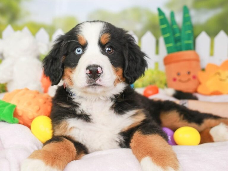 Bernese Mountain Dog