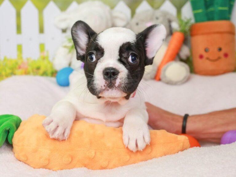 French Bulldog